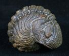 Bumpy, Enrolled Barrandeops (Phacops) Trilobite #10596-4